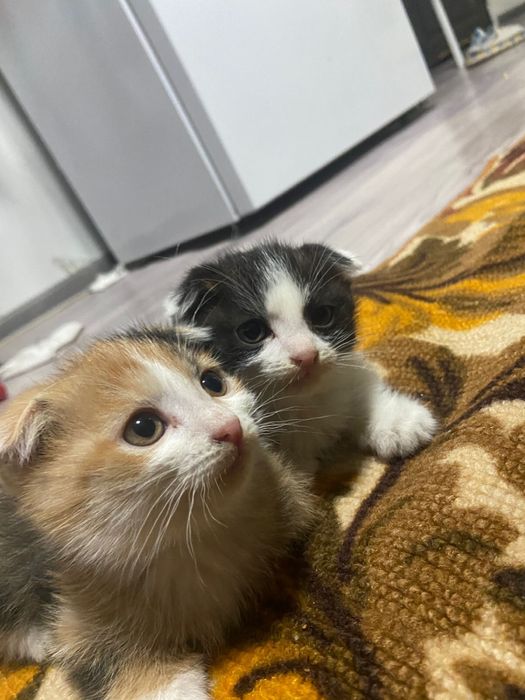 Котята веслоухие девочки 1 месяц