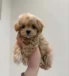 Fetita maltipoo superba