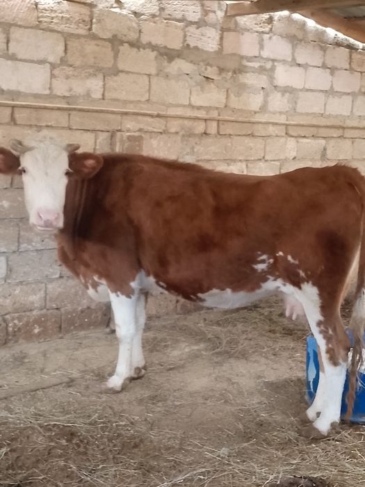 Галштин тұқымдас сауын сиыр сатылады.