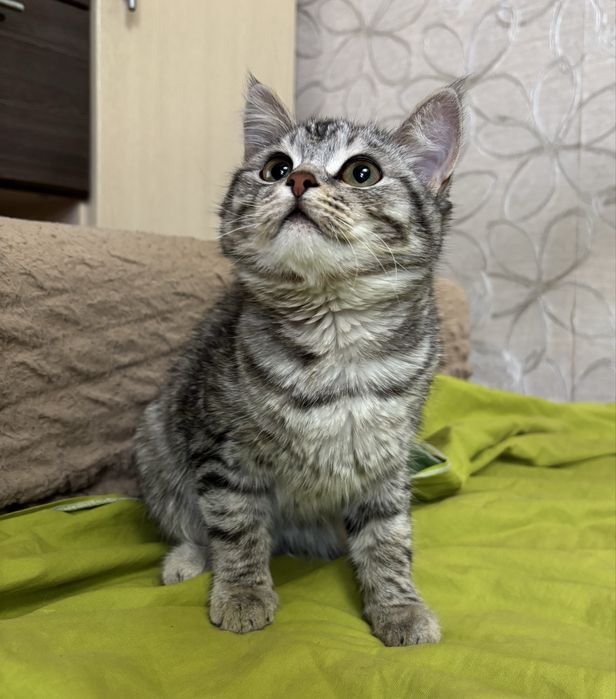 Отдаем кошку котенка бесплатно