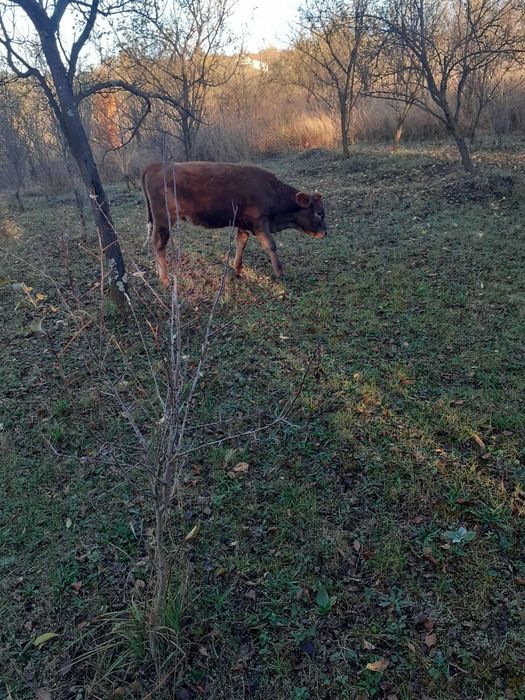 Vând vitei cu vârsta de 5 6 7 luni