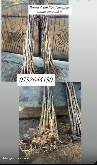 Puieți diferite soiuri direct de la producator100% !!