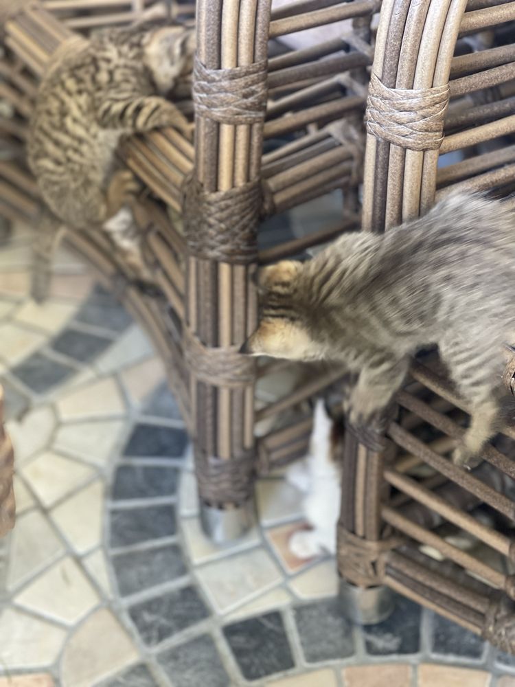 Домашние котята, игривые и веселые отдам бесплатно!!!