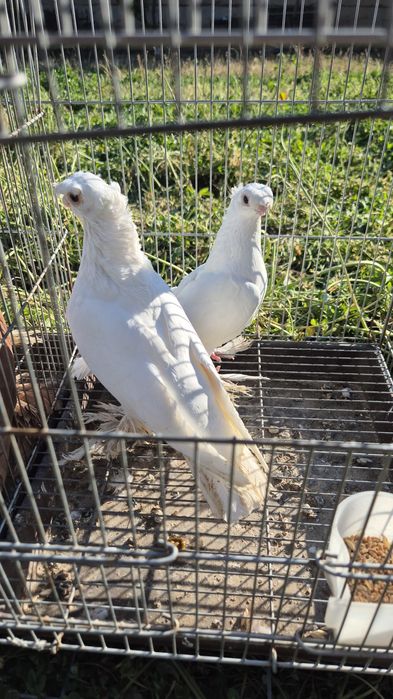 Голуби кептерлер...