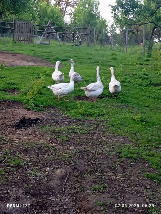 Vand gâște românești