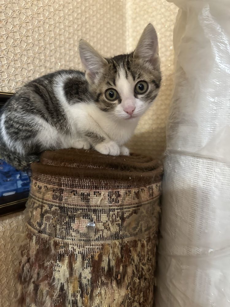 Котенок девочка ищет дом