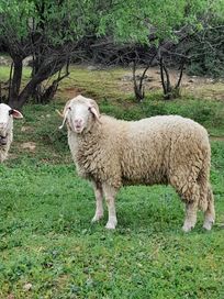 Коч и овца селскостопански жовотнии