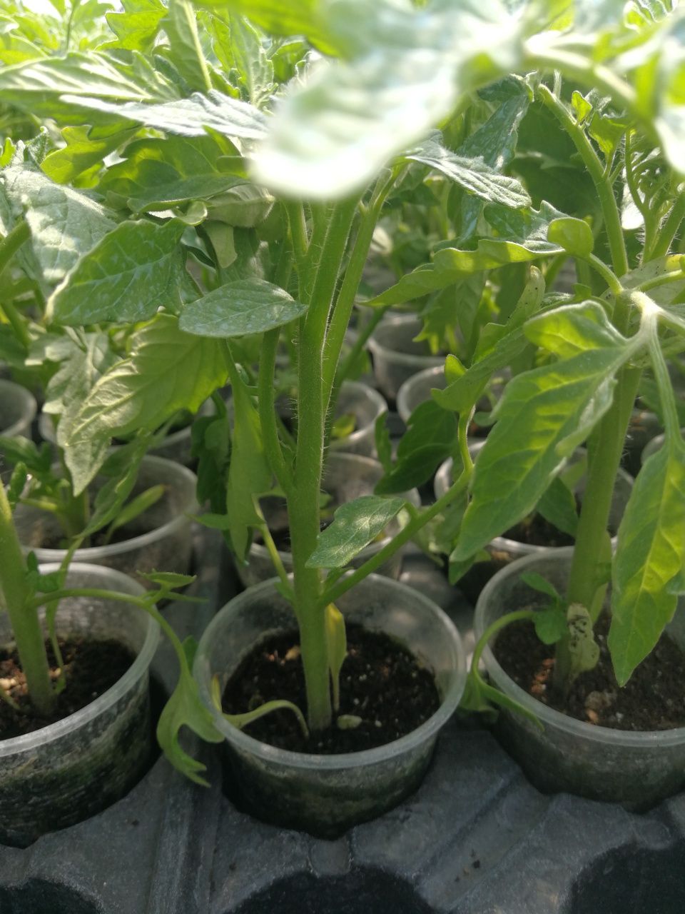 Зеленчукови разсади