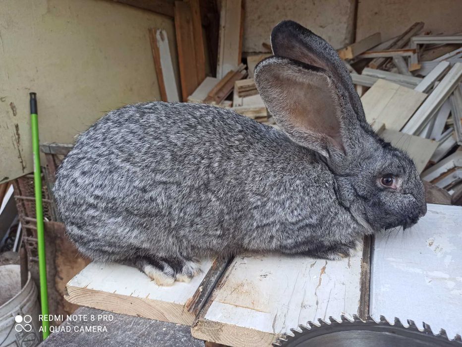 Продавам Зайци Оедрена Чинчила