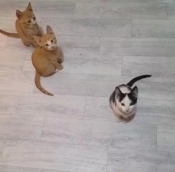 3 ta mushuk xadiyaga beriladi