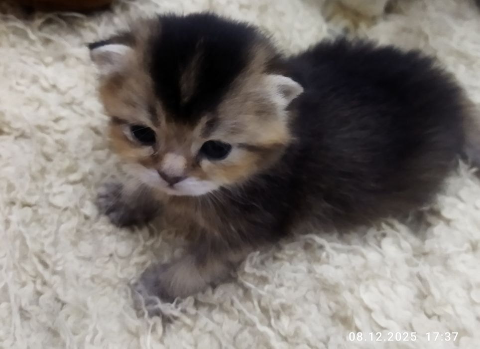 Готовяться к продаже котята золотая шиншилла