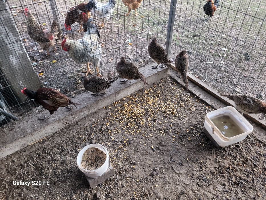 Pasari crescute  natural