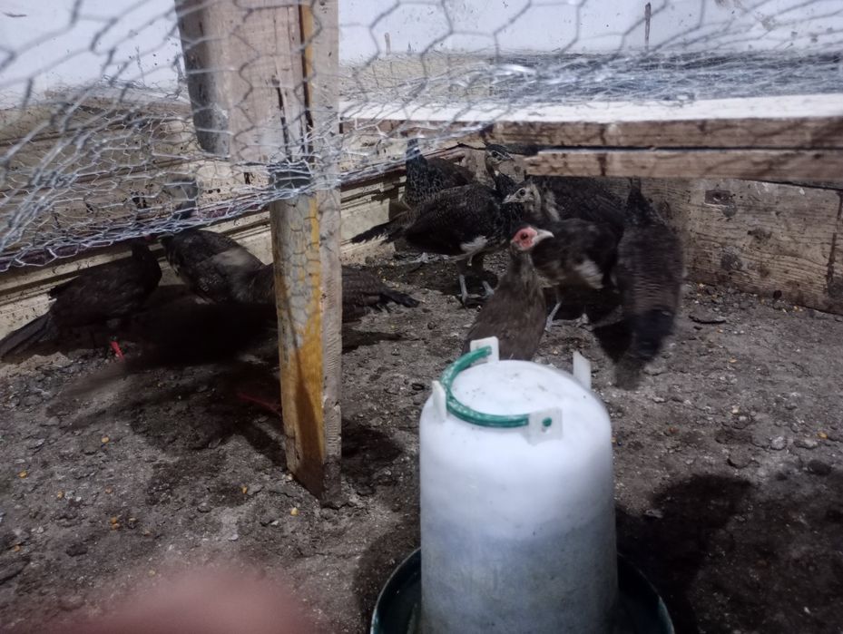 Ouă si pui de păuni si fazani pt incubat