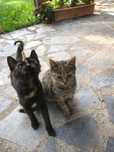 2 pisicute spre adoptie