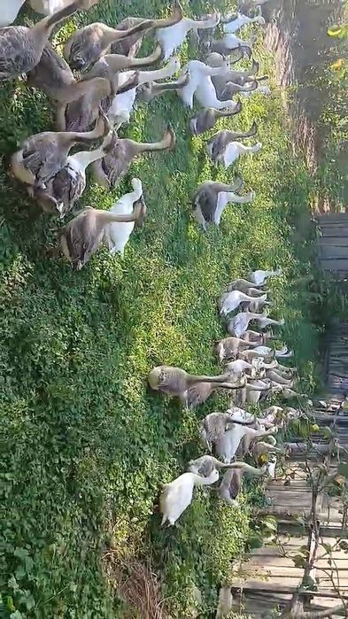 Vând gâște leșești tinere.