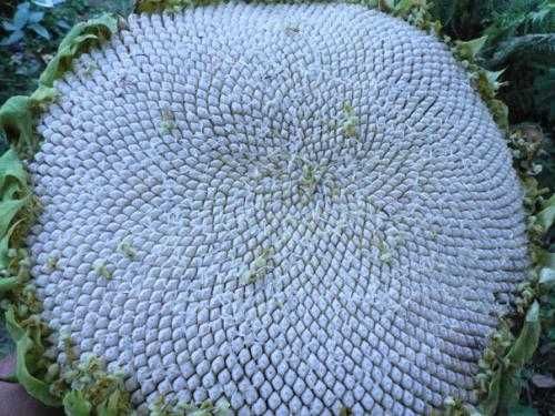 Семечки подсолнечника белые