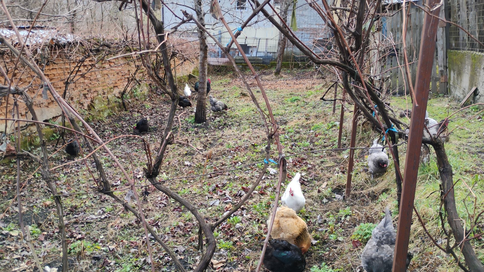 Ouă pt. incubat australorp