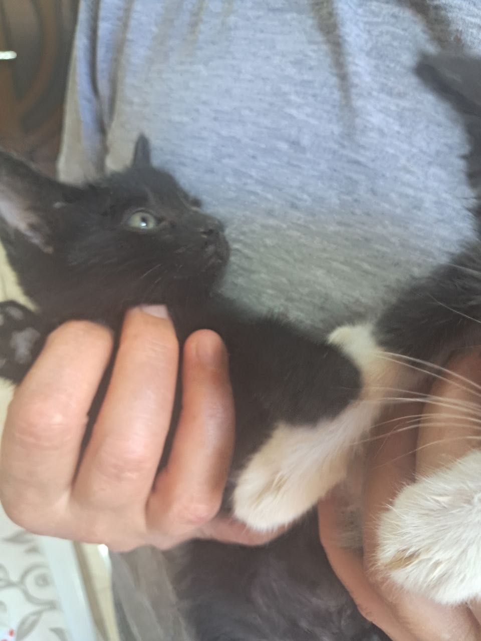 Котята бесплатно даром