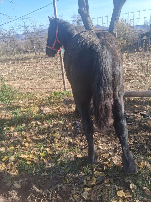 Vind minz un an jumate