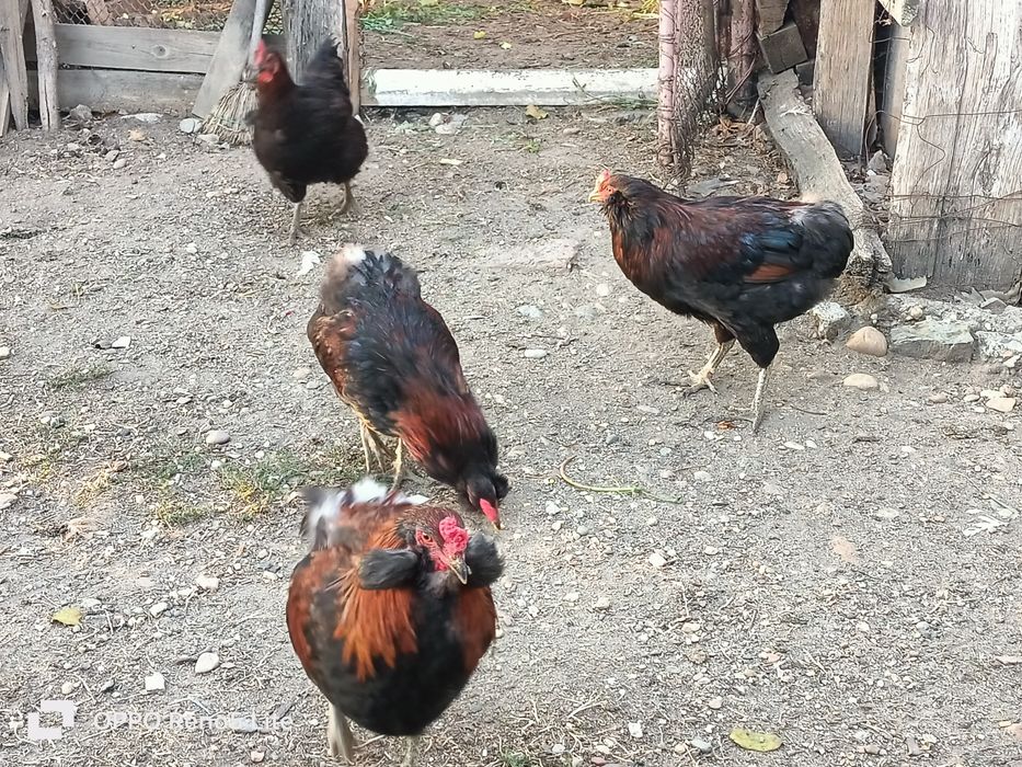 Vând cocosi araucana și american pitic