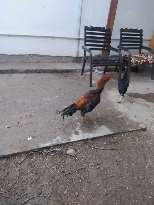 Дакан хурозлар товуклар сотилади