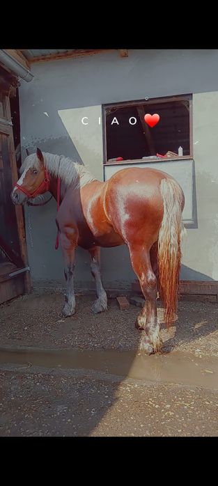 Vând armăsar de 3 ani