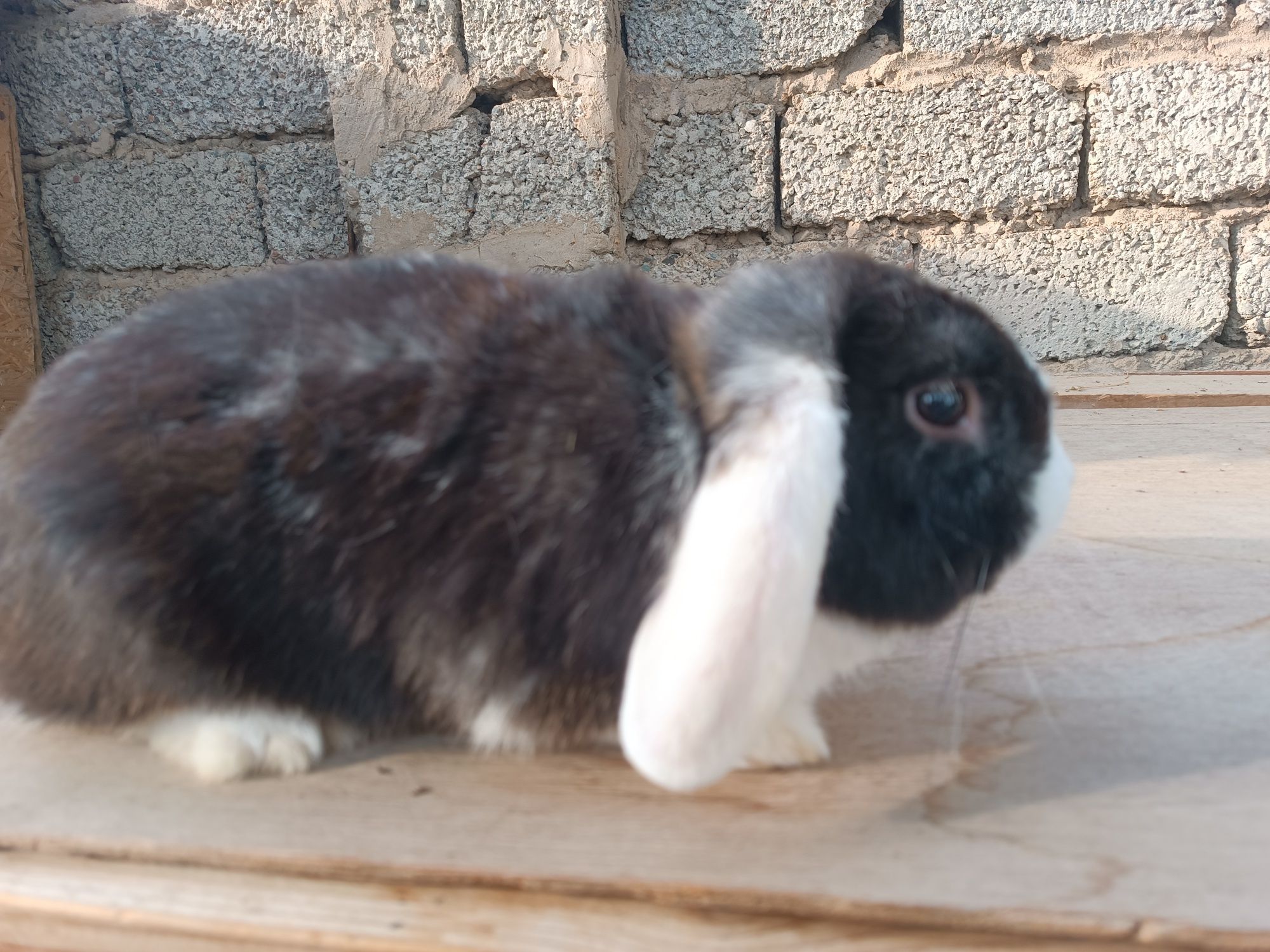 Quyon sotiladi Baran karlik 1yosh