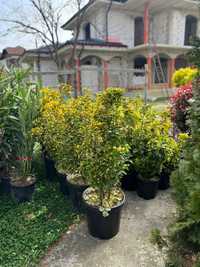 Plante Ornamentale oriunde in tara