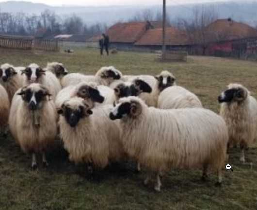 Vand doi berbeci din rasa turcana Breaza, noatini
