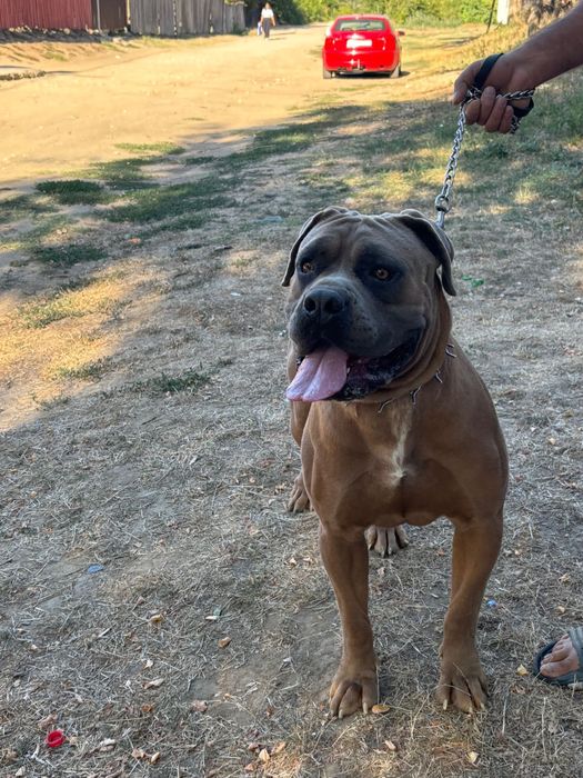 Catei cane corso formentino