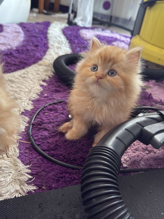 Персийски котета