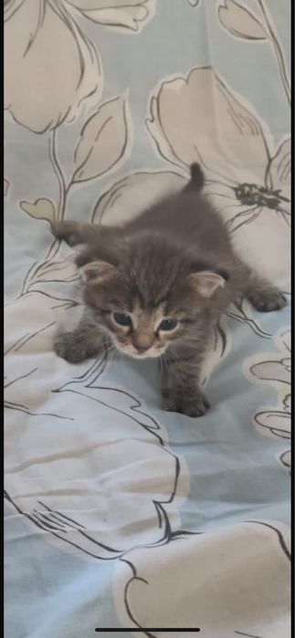 Отдам в хорошие руки очень красивая и любимая