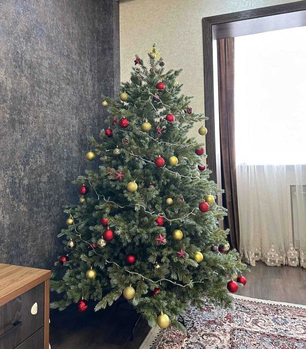 Ёлка люкс. Голубая ель.  Импорт для Европы.  Бесплатная доставка.