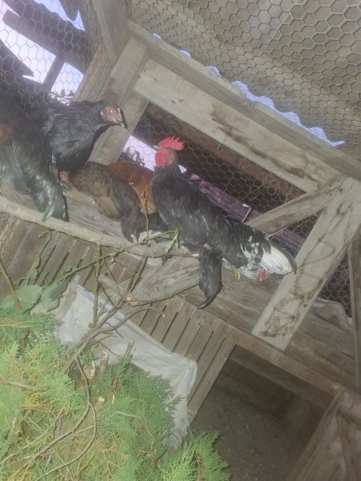 Vând cocosi de gaina pitica iopan
