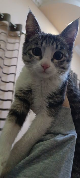 Отдаём в хорошие руки котёнка.