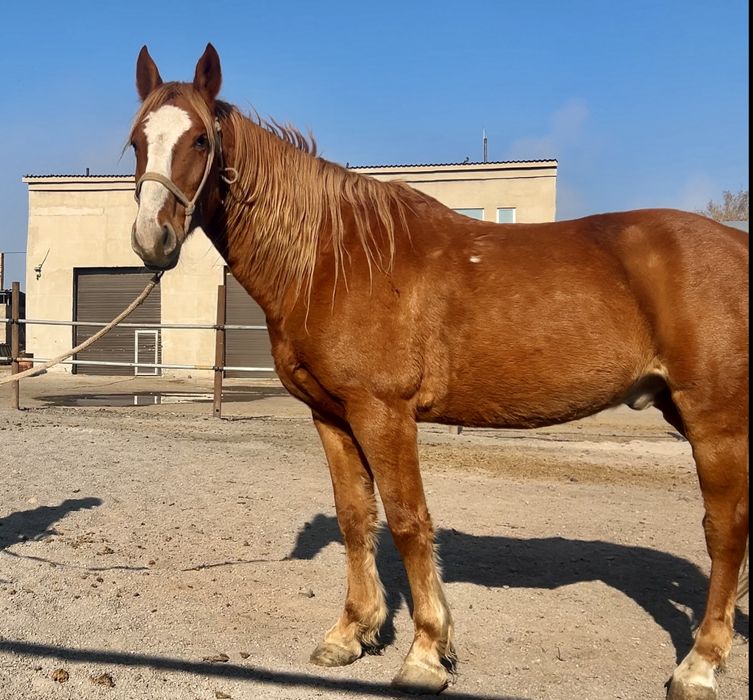 Кустанайский мерин ,  6 лет , под седло