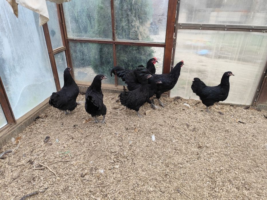 Familie australorp negru tineret