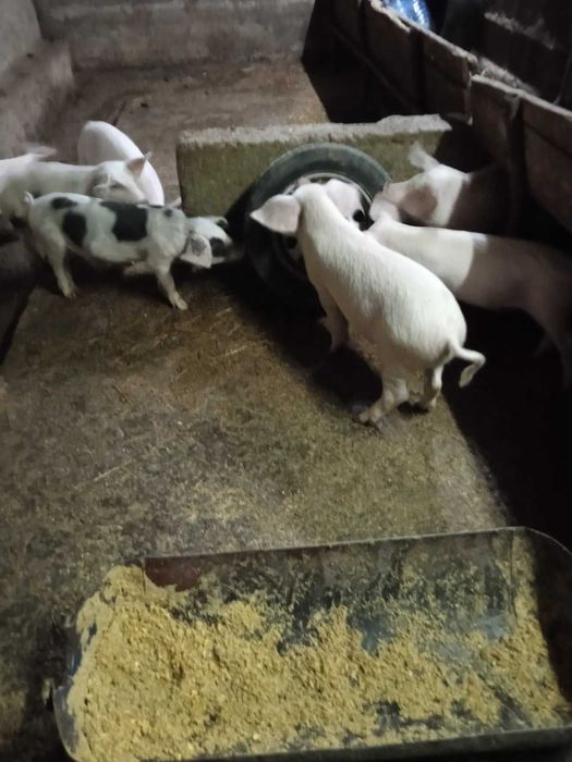 Прасенца - 3 месеца