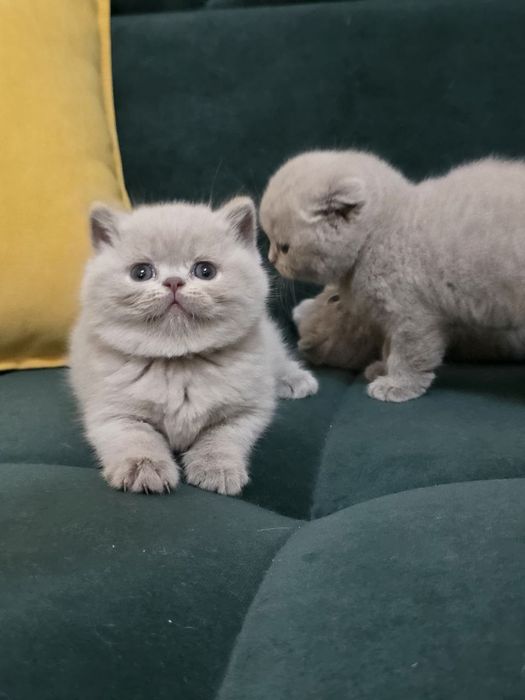 Продаются фолды и страйт