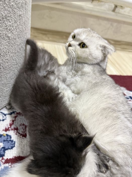 Британская шиншилла.Кошка с двумя котятами.