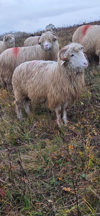 Miei buni de vanzare