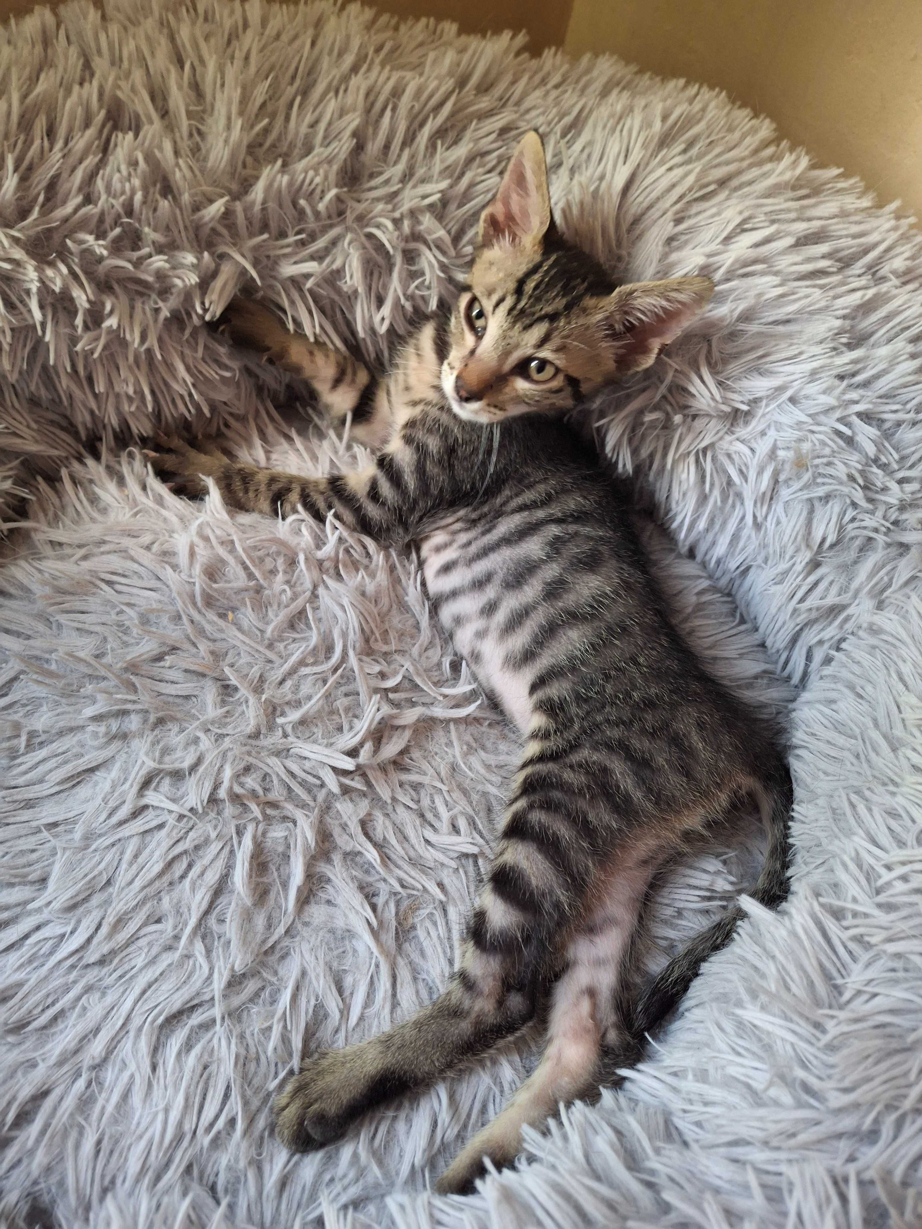 Котаче търси своя човек и дом