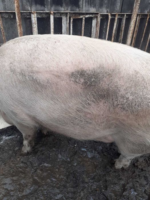 Домашно прасе около 350 кг.