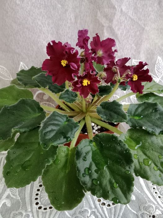 Фиалки сортовые цветущие