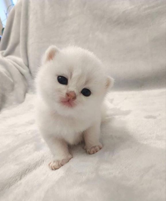 Британские котята шиншилла! Бронь