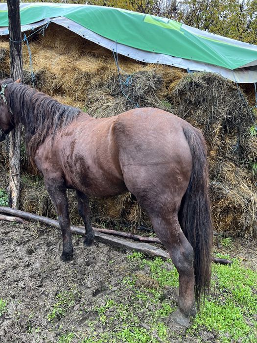 Vand cal.schimb pe capre