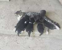 Котята.Kittens.Mushukchalar.