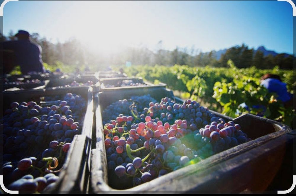 Struguri pentru vin