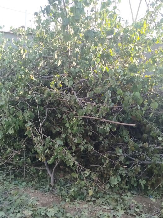 Oʻtin daraxt shoxlari