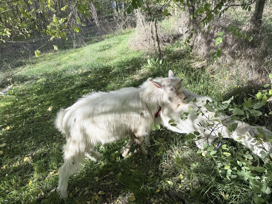 Țap si iada de 8 luni